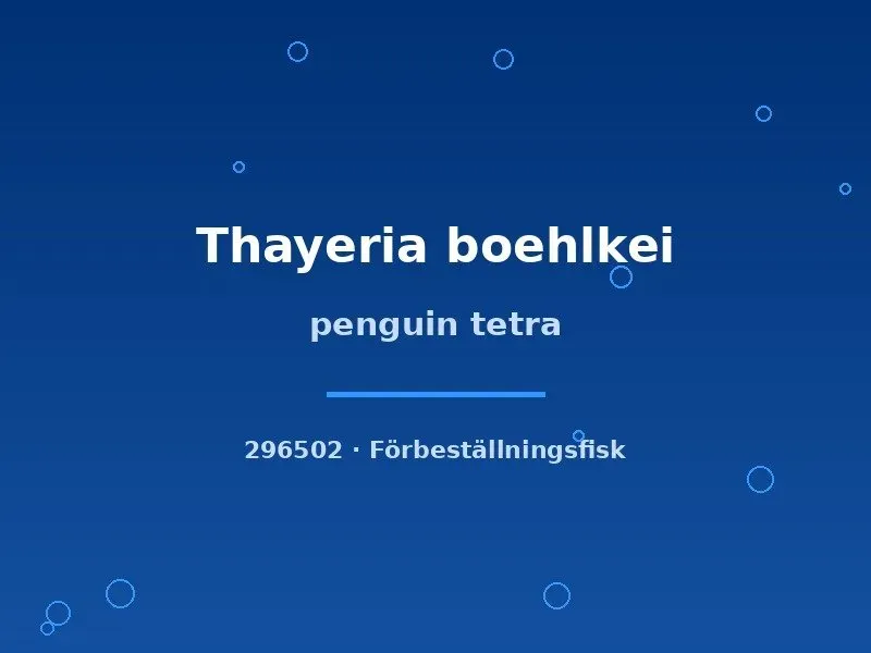 Näsets Ciklidhobby Penguin tetra tetror Thayeria sm