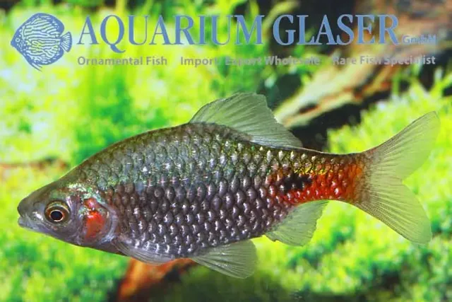 Näsets Ciklidhobby Barbus conchonius g.br. akvariefisk md-lg
