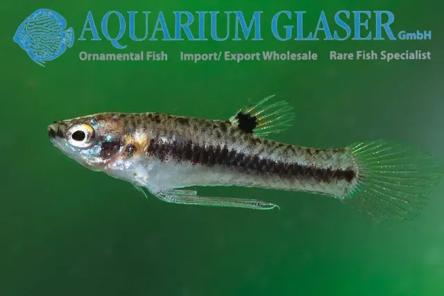 Näsets Ciklidhobby Heterandria formosa md dvärgtandkarp sötvatten