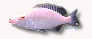 Haplochromis compressiceps gold ciklid 4–5 cm rovciklid