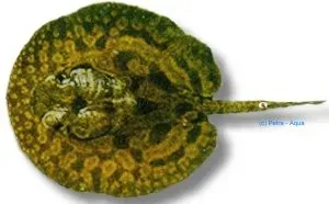 Potamotrygon hystrix stingrocka 15 cm sötvattensrocka