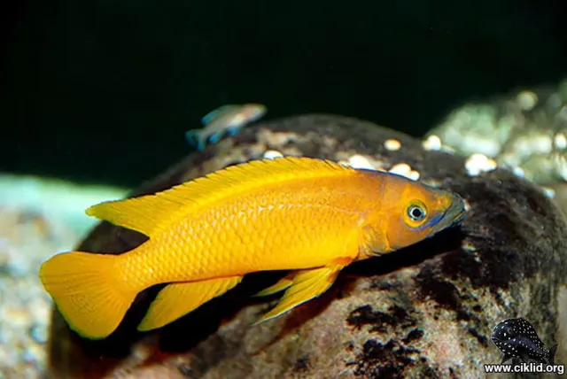 Näsets Ciklidhobby Apelsinciklid Orange ciklid 4–5 cm Tanganyika