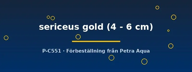 Rhodeus sericeus Gold amur bitterling 4–6 cm stimfisk