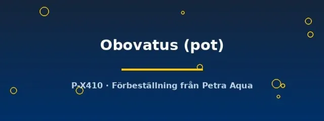 Echinodorus Obovatus akvarieväxt i kruka tålig