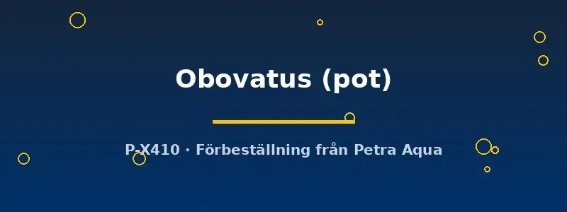 Echinodorus Obovatus akvarieväxt i kruka tålig