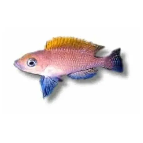 Näsets Ciklidhobby Lamprologus caudopunctatus ciklid 4-5,5 cm