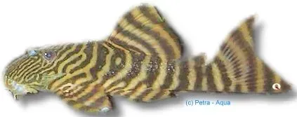 Näsets Ciklidhobby L074 Leporacanthicus galaxis mal 10–12 cm