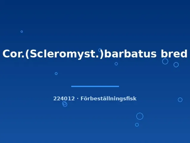 Näsets Ciklidhobby Corydoras barbatus bred 3–4 cm pansarmal