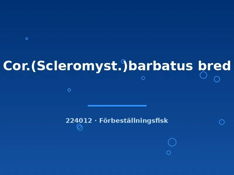 Näsets Ciklidhobby Corydoras barbatus bred 3–4 cm pansarmal