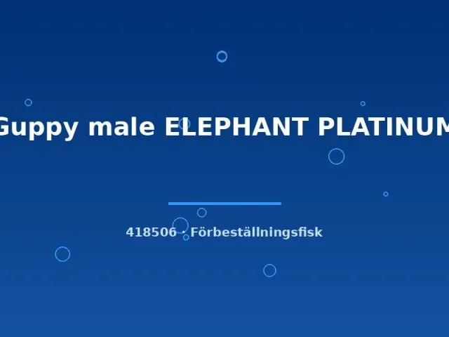 Näsets Guppy Elephant Platinum hane akvariefisk medium