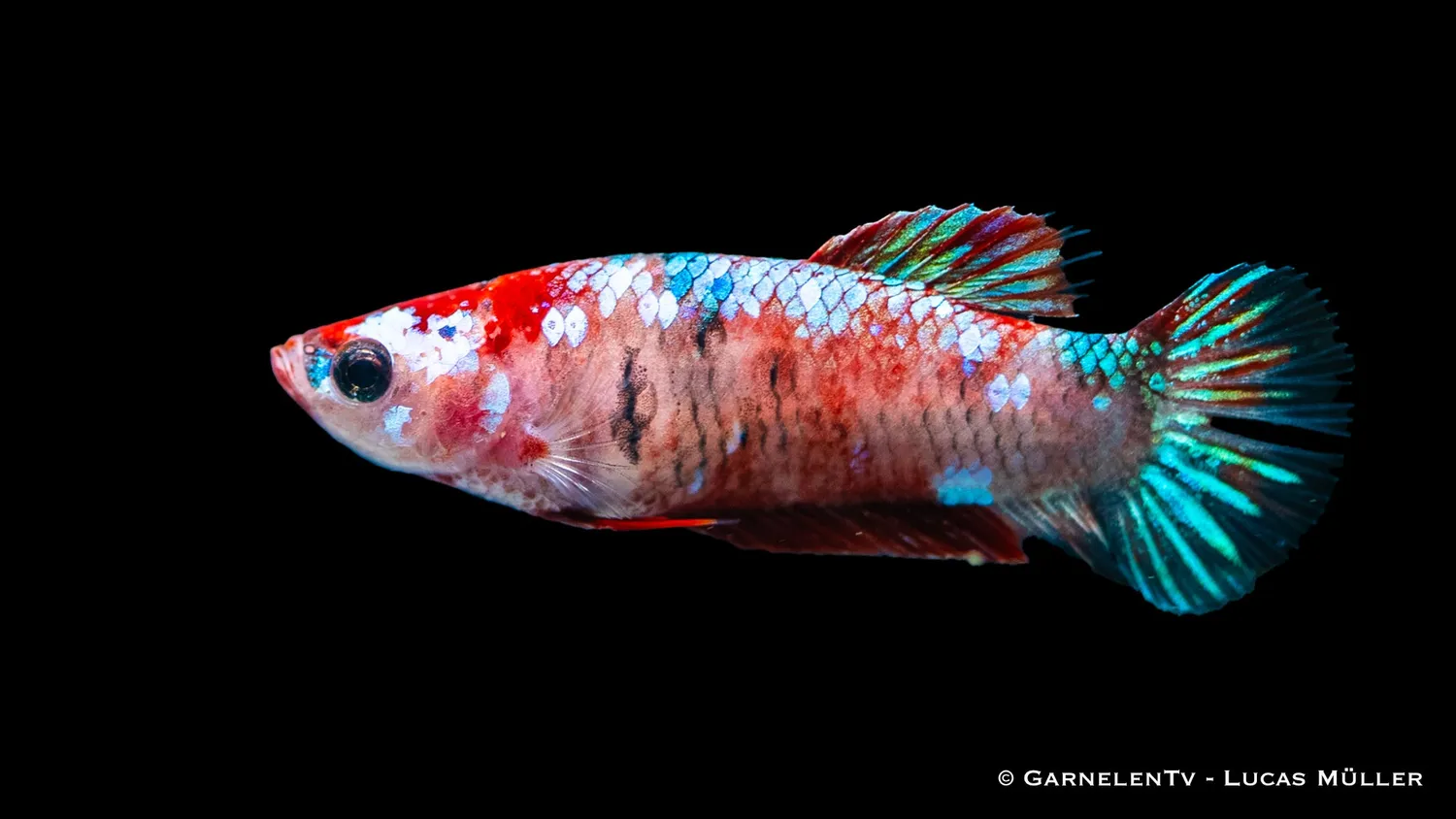 Garnelen TV kampfisk hona koi Betta splendens