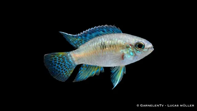 Garnelen TV Laetacara curviceps fläckciklid akvariefisk fredlig