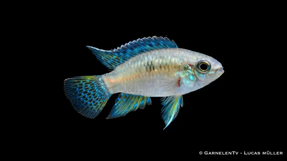 Garnelen TV Laetacara curviceps fläckciklid akvariefisk fredlig