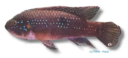 Näsets Hemichromis paynei ciklid 5–7 cm Fade
