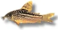 Näsets Ciklidhobby Elegans pansarmal 3–3,5 cm stimfisk