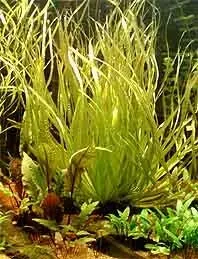 Näsets Ciklidhobby Blyxa aubertii akvarieväxt kruka