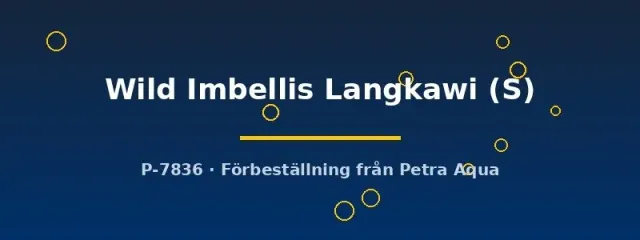 Näsets Ciklidhobby Betta Imbellis Langkawi kampfiskhane S wild