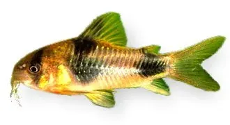 Näsets Ciklidhobby Corydoras weitzmani 3-3,5 cm pansarmal