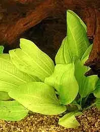 Näsets Ciklidhobby grandiflorus akvarieväxt kruka