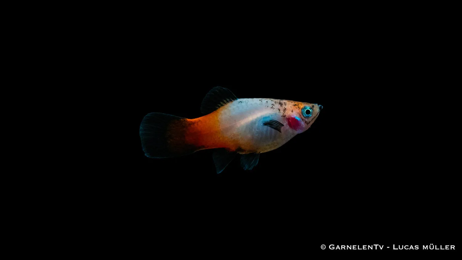 Garnelen TV Platy Tricolor Xiphophorus maculatus akvariefisk fredlig