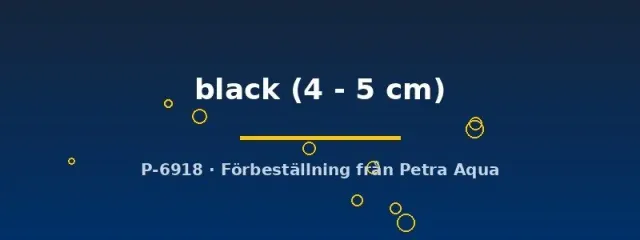 Poecilia latipinna black molly 4–5 cm