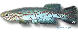 Näsets Ciklidhobby Aphyosemion labarrei killifisk 3–4 cm