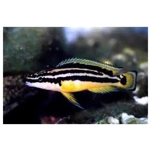 Julidochromis ornatus ciklid 4–6 cm gul