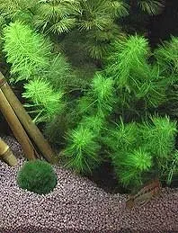 Näsets Ciklidhobby Myriophyllum scabratum akvarieväxt kruka
