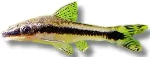 Otocinclus affinis golden mal 2 cm algätare