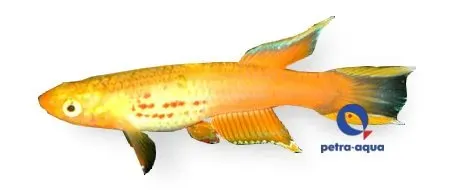 Näsets Ciklidhobby Australe Gold killifisk 3–4 cm guld