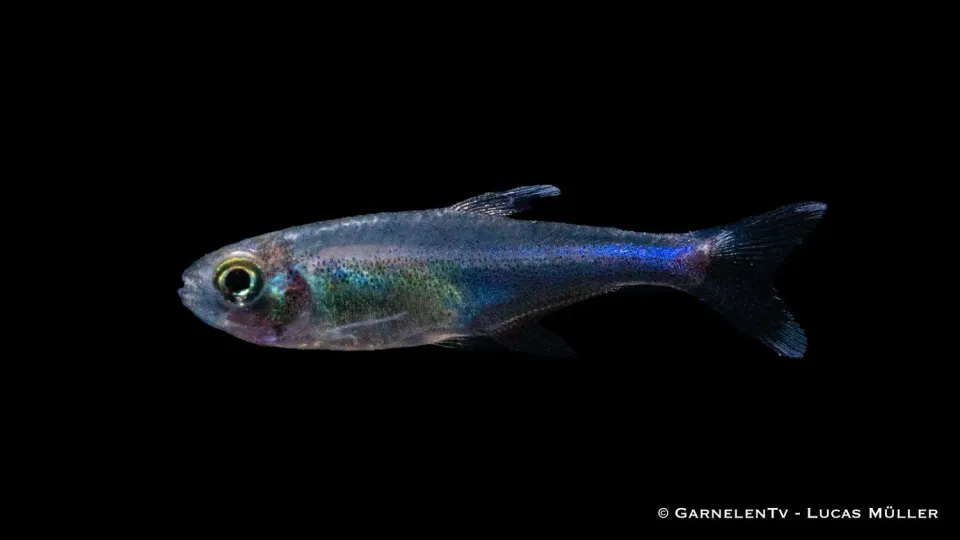 Garnelen TV Knodus borki akvariefisk blå perusalmler 4-5cm