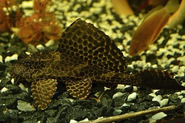 Näsets Ciklidhobby Glyptoperichthys gibbiceps sugmal algätare