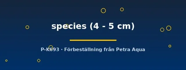 Näsets LDA19 Hypoancistrus mal 4–5 cm botten