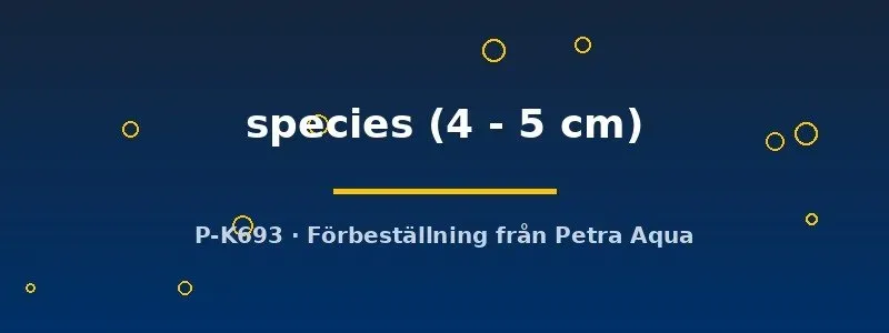 Näsets LDA19 Hypoancistrus mal 4–5 cm botten