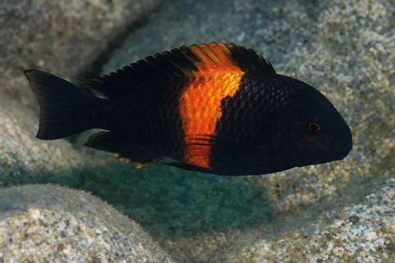 Näsets Ciklidhobby Tropheus Black Pemba ciklid 5–6 cm