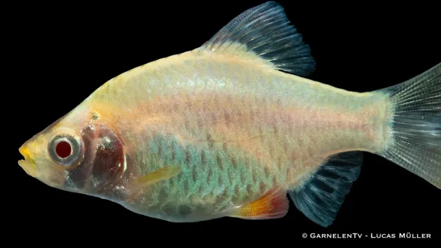 Garnelen TV Puntigrus tetrazona barbfisk platin XL