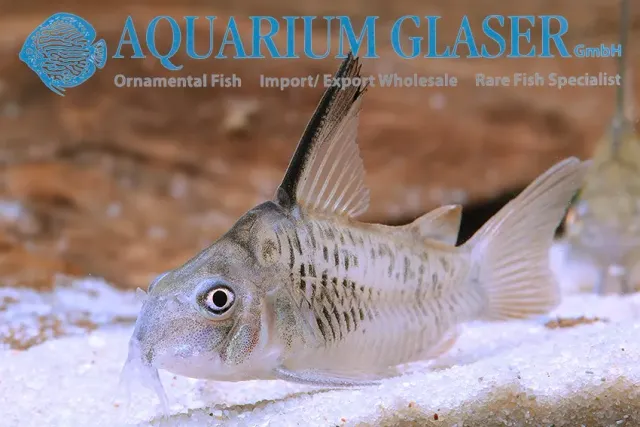 Corydoras armatus Putumayo pansarmal XL förbeställning