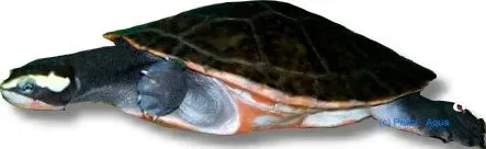 Näsets Ciklidhobby L014 Scobiancistrus aureatus mal 12–15 cm