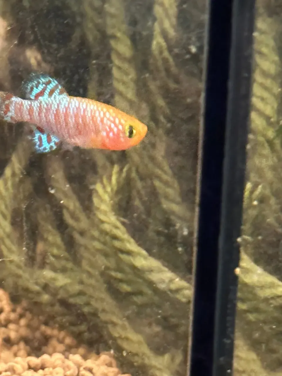 Näsets Ciklidhobby Nothobranchius rachovii killifish Beira
