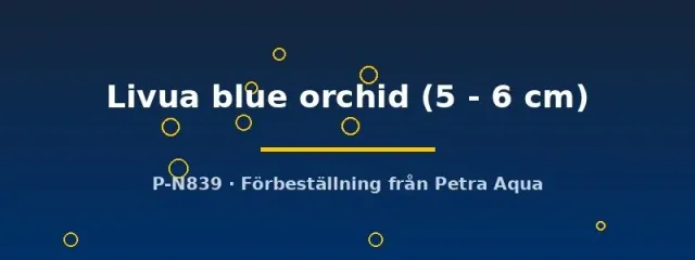 Näsets Livua Blue Orchid ciklid akvariefisk 5–6 cm