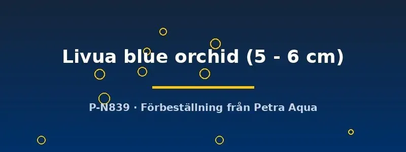 Näsets Livua Blue Orchid ciklid akvariefisk 5–6 cm
