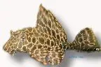 Näsets Hypostomus plecostomus golden stripe 5–6 cm mal