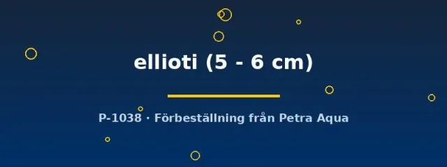 Näsets Thorichthys ellioti ciklid 5–6 cm eldciklid