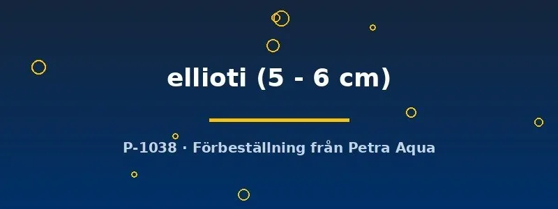 Näsets Thorichthys ellioti ciklid 5–6 cm eldciklid