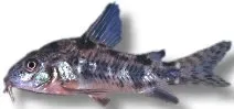 Näsets Ciklidhobby Corydoras paleatus mal 2–2,5 cm
