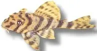 Näsets Ciklidhobby Peckoltia vittata mal 5–7 cm randig