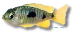 Näsets Ciklidhobby Verduyas hap akvariefisk 6–7 cm ciklid