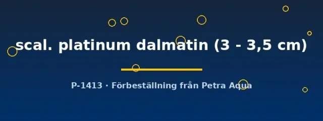 Näsets Ciklidhobby Pterophyllum scalare skalar platinum dalmatin 3–3,5 cm