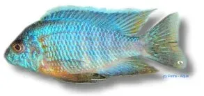 Näsets Ciklidhobby Aulonocara turquoise påfågelciklid 5-6 cm