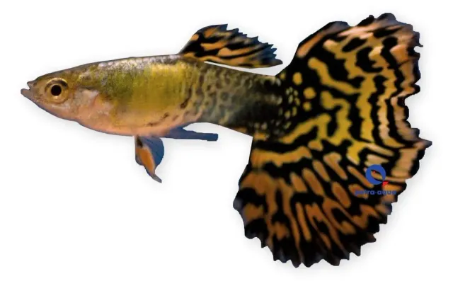 Näsets Ciklidhobby Poecilia reticulata male tiger guppy 3–4 cm